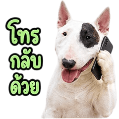 Working Bull Terrier V.1