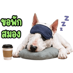 Working Bull Terrier V.3
