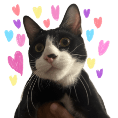 jin good boi