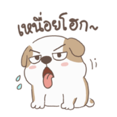 Little grumpy dog