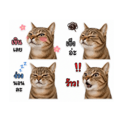 Silly Cat Mood