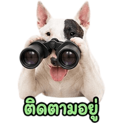 Cute Bull Terrier V.2