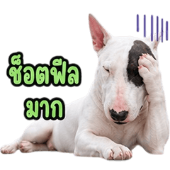 Cute Bull Terrier V.4