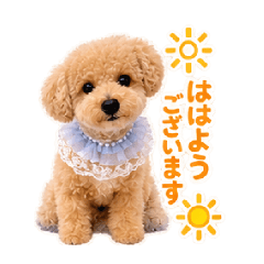 Bichpoo subaru_20260812154024