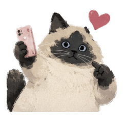 AwkwardSiameseCatLove