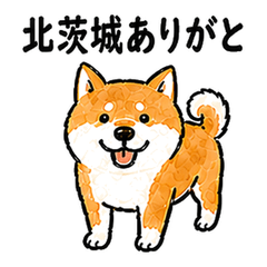 Kitaibaraki Dialect Shiba Inu