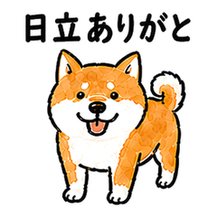 Hitachi Dialect Shiba Inu