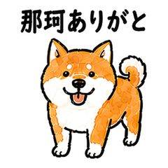 Naka Ibaraki Dialect Shiba Inu