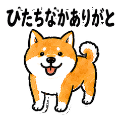 Hitachinaka Dialect Shiba Inu