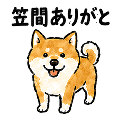 Kasama Dialect Shiba Inu