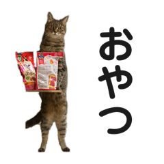 nyans_1