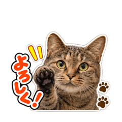Nyakikoya!!_20260812105521