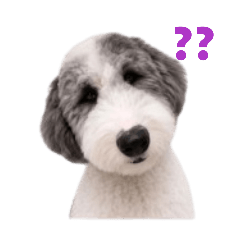 Toto the dog 2