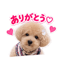 Bichpoo subaru_20260813121032