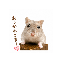 hamster-sakura