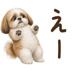 ネガティブ◆ シーズー