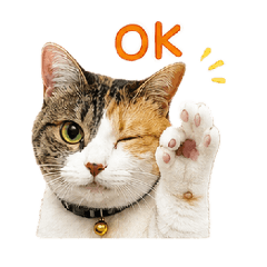 pepper_20260812125656