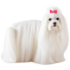 Realistic Maltese Everyday Stickers