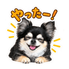 SHINO_20260812142601
