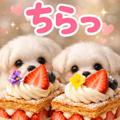 BIG♡マルチーズ♡スイーツ