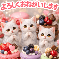 american shorthair in sweets b