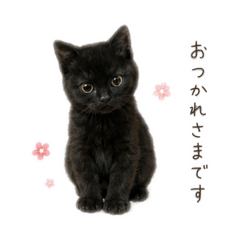 Mimo the Black Cat