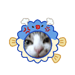 Komi_20260812182918