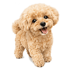 Cute Toy Poodle Everyday Phrases