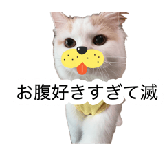 momo_20260811161349