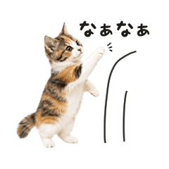 関西弁めっちゃちっちゃいほんわかねこ♡
