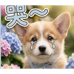 小闕的柯基犬