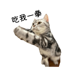 子猫はかわいい