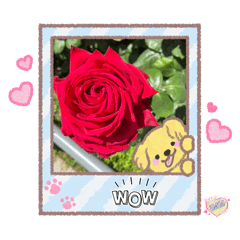 05302026 Roses