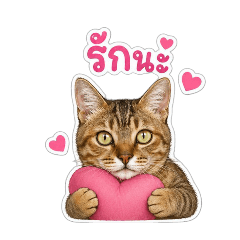 maewmeaw_20260624092925