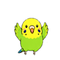 [No text]cute budgie