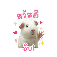 Guinea pig's name is Som Puk V.2