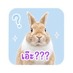 Momo rabbit_20260624191424