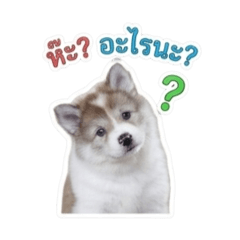 Cat&Dog_20260625123225