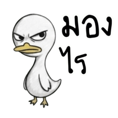 Mamio_8888