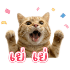 MeowAngry