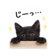 Saya_20260813070343