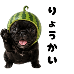 French Bulldog Moo-kun's Summer