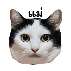 JJ Poker Face Cat 2