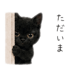 Mimo the Black Cat 2