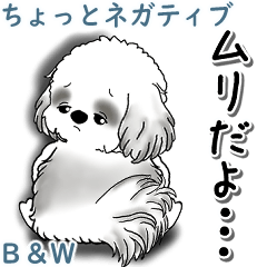 B&W Shih tzu 2026 (A bit negative)