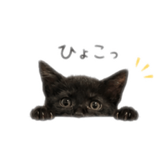 Saya_20260813075430