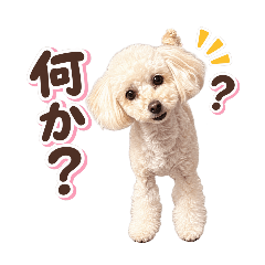 kinakomochi_20260813154127