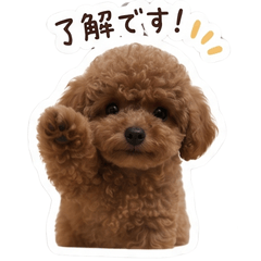 Kuu-chan the Toy Poodle