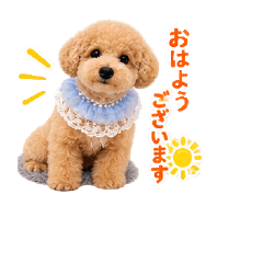 Bichpoo subaru_20260813134918