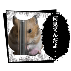 ham tama_20260813152353